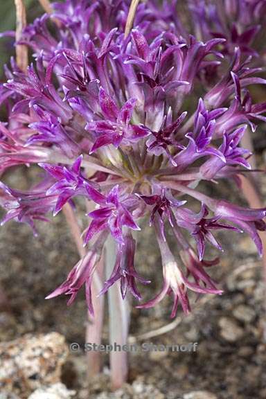 allium abramsii 6 graphic